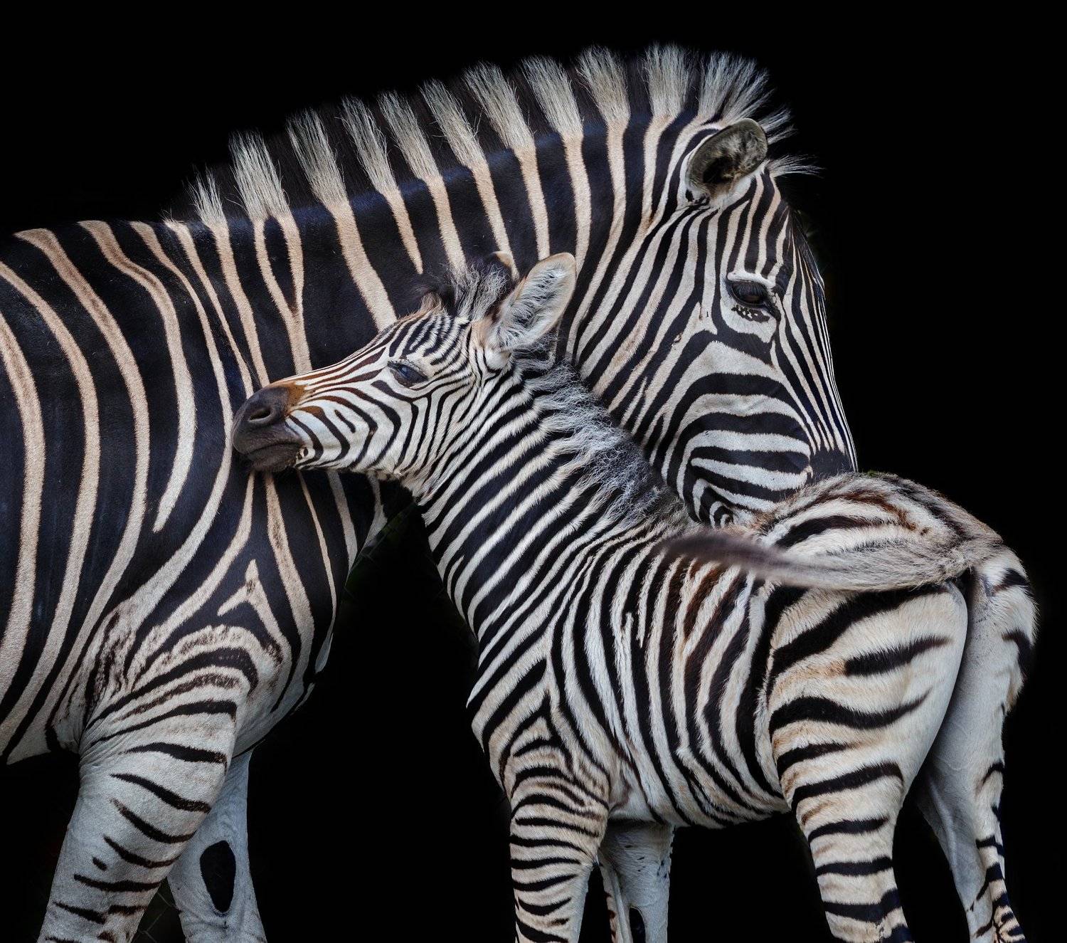 , Олег Богданов