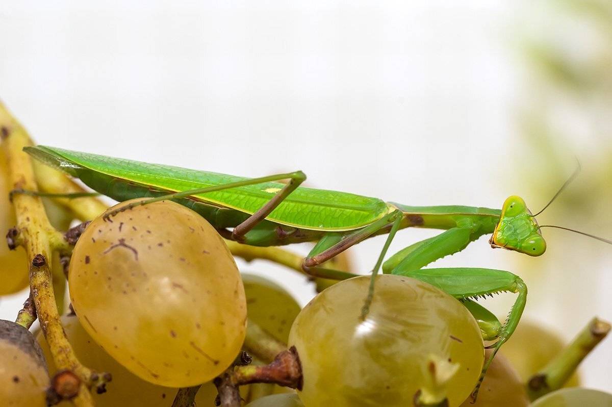 , Александр Земляной