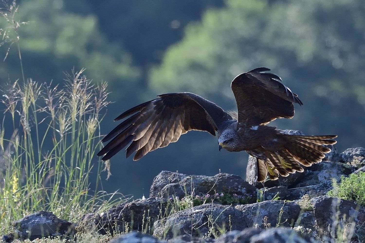 птицы birds, Jaroslav Mego