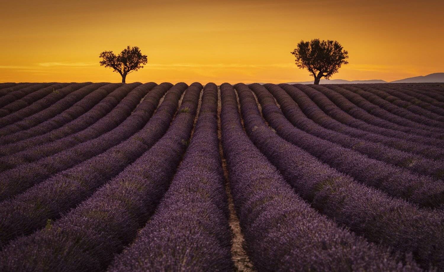 дерево, поле, лаванда, Александр Безмолитвенный