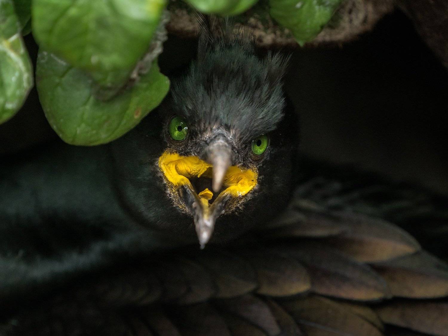 баклан, хохлатый баклан, shag, cormorant, birds, птицы, морские птицы, норвегия, анималистика, wildlife photography, norway, Оксана Быстрицкая