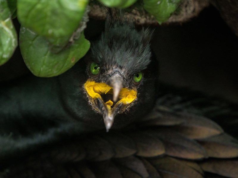 баклан, хохлатый баклан, shag, cormorant, birds, птицы, морские птицы, норвегия, анималистика, wildlife photography, norway Ведьма фото превью