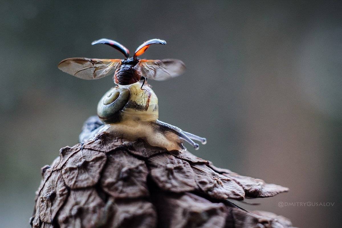 макро, природа, лето, макросъёмка, макрофотография, растение, цветы, жизнь, макромир, улитка, божьякоровка,, Дмитрий Гусалов