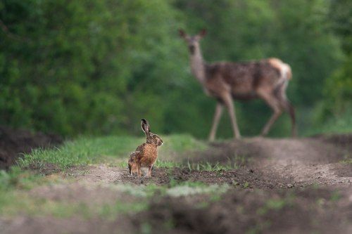 Лесная встреча