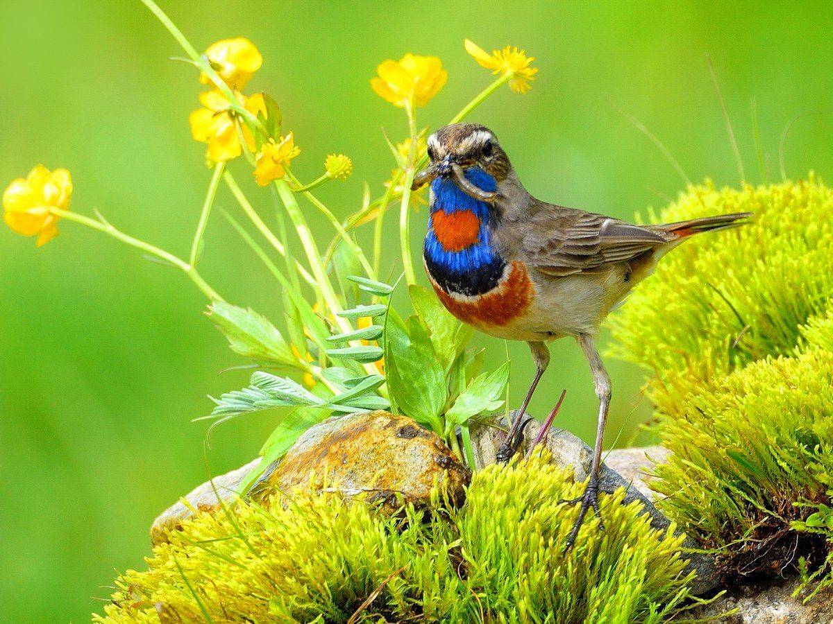 природа, фотоохота, варакушка, птицы, животные, цветы, лето, vladilenoff