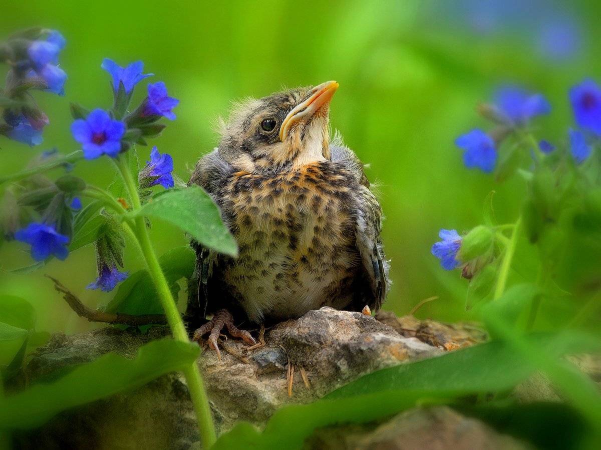 природа, фотоохота, дрозд рябинник, птицы, животные, цветы, лето, vladilenoff