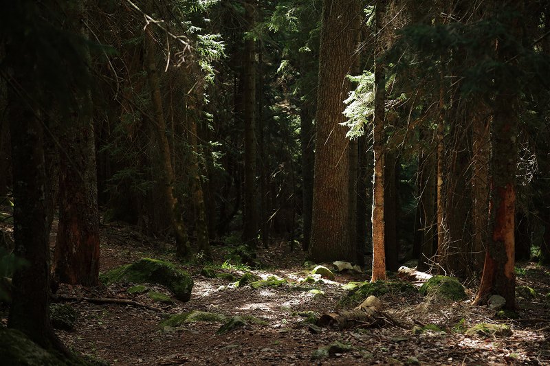 тебердинский, заповедник, кчр, карачаево, черкессия, домбай, бадукские, озера  фото превью
