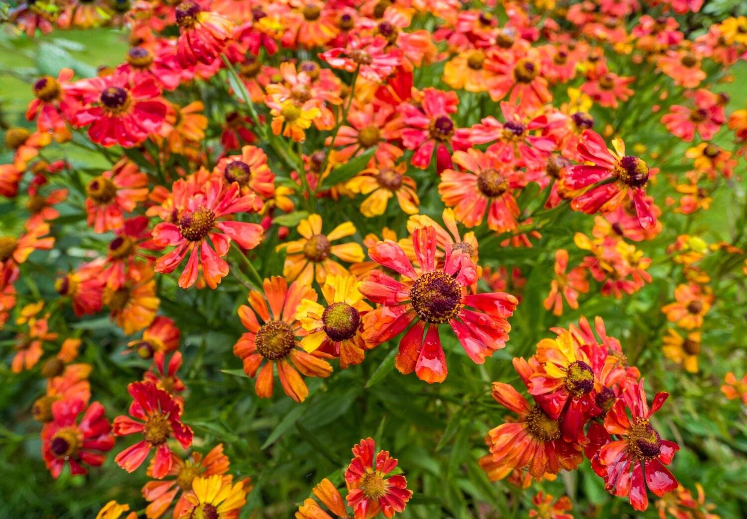 , Курлянцев Алексей