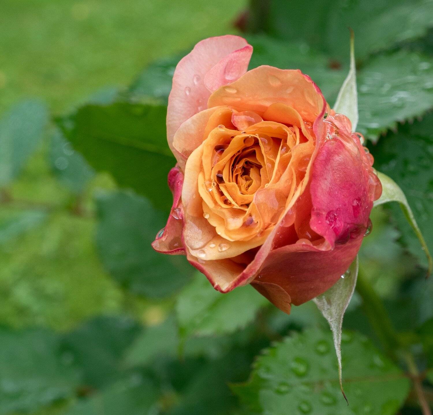 , Курлянцев Алексей