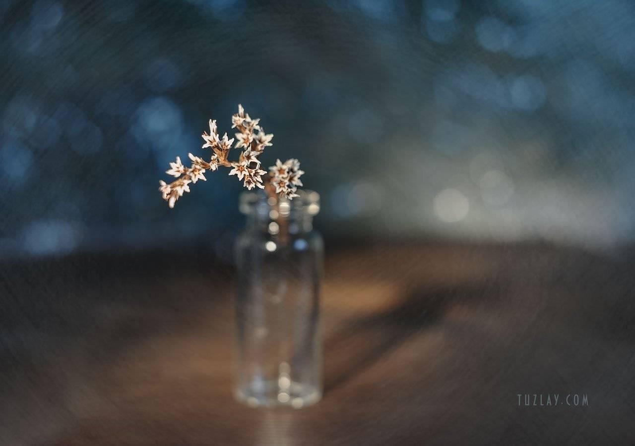 бессмертник, звездочки, боке, bokeh, гелиос 44, Владимир Тузлай