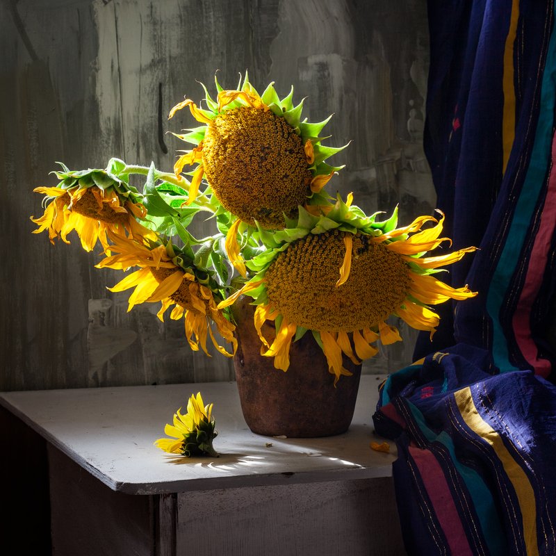 натюрморт, цветы, подсолнух, still life, sun flowers Подсолнухи фото превью