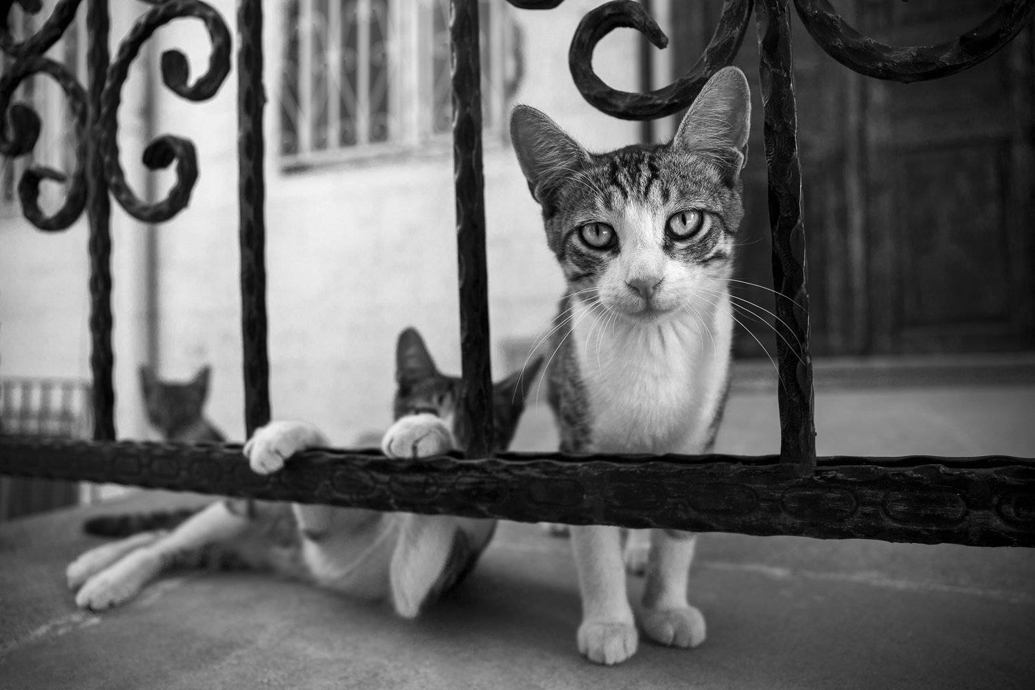 , Денис Свечников