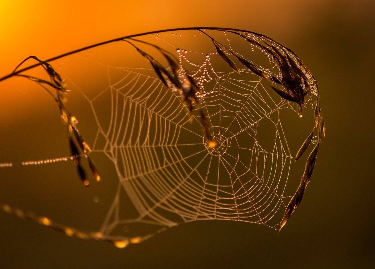 , Юрий Юрьев