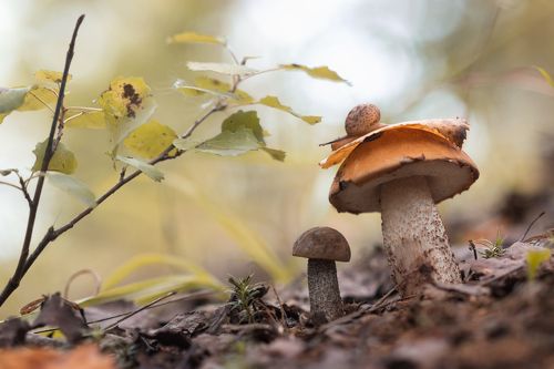 Повеяло осенью