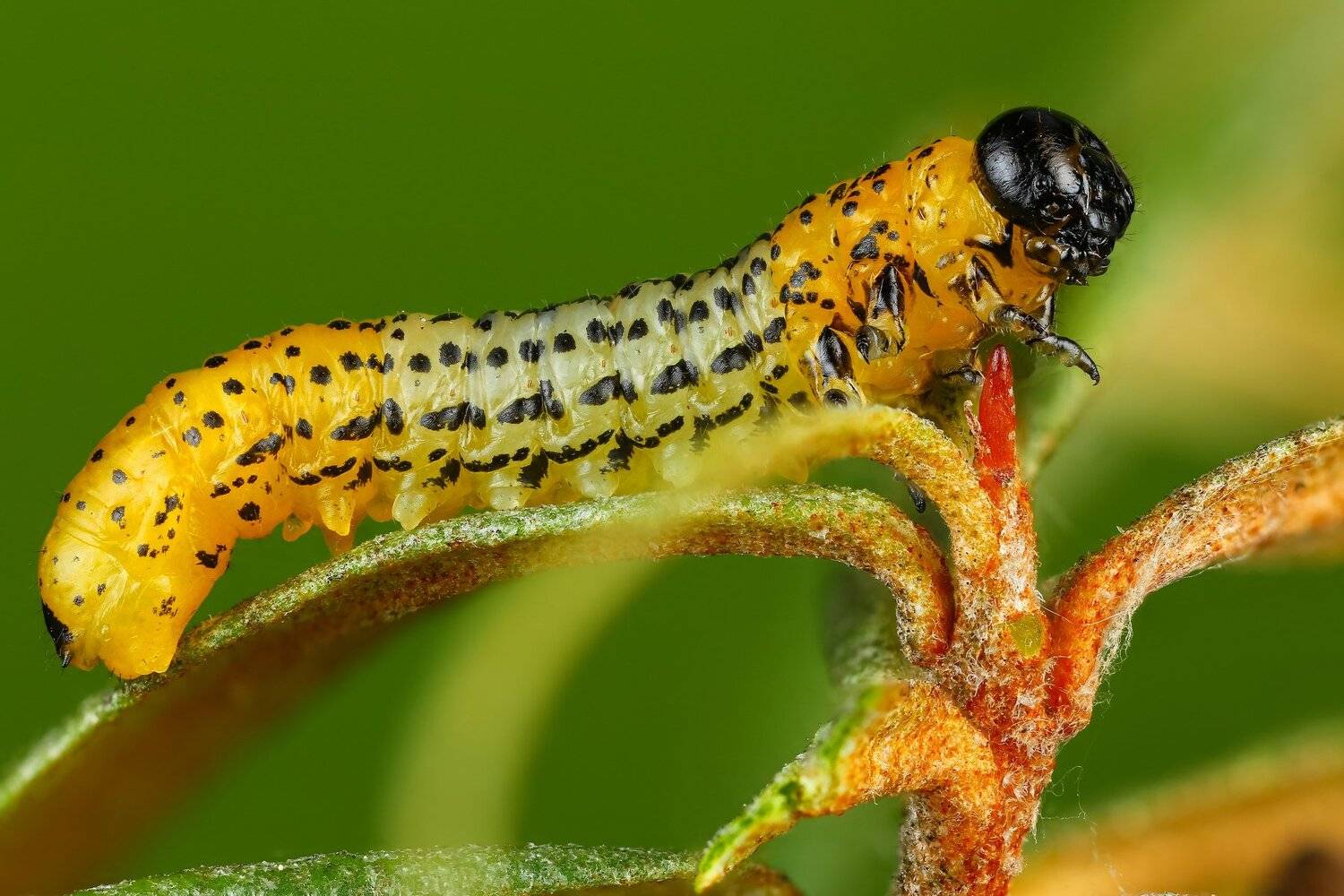 макро насекомое личинка зеленый цвет, Андрей Шаповалов