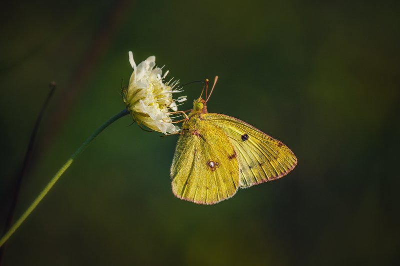 canon 55-250, moment, момент, beautiful, красивый, macro, макро, wildlife, живая, nature, природа, flower, цветок, white, белый, insect, насекомое, butterfly, бабочка, yellow, желтая, Модница в наряде цвета осени. фото превью