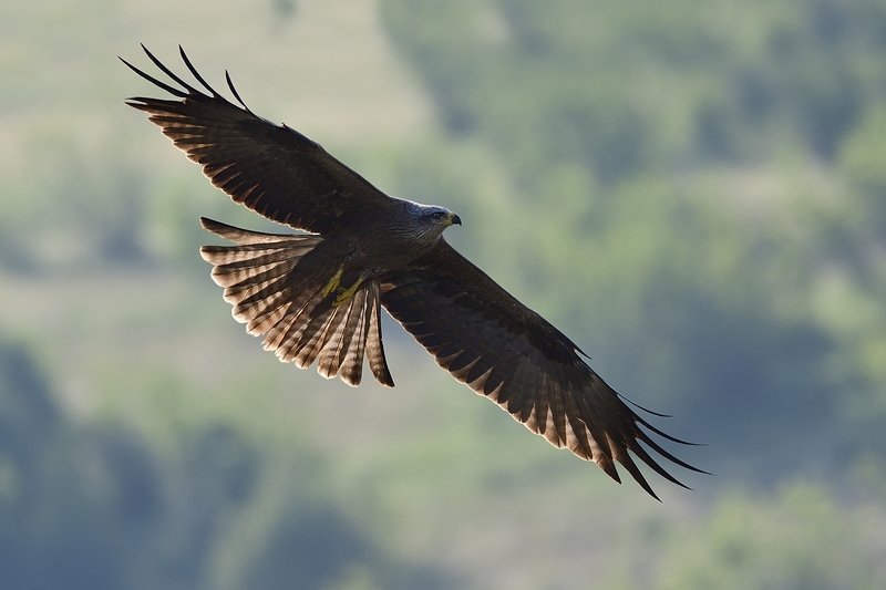 птицы birds Milvus migrans фото превью