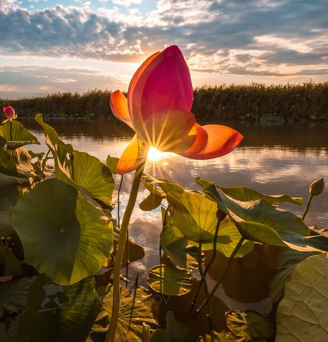 Встречаем рассвет с лотосами