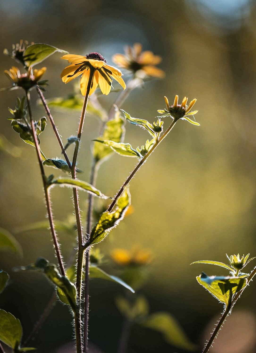 природа, макро, цветы, рудбекия, контровый свет, Неля Рачкова