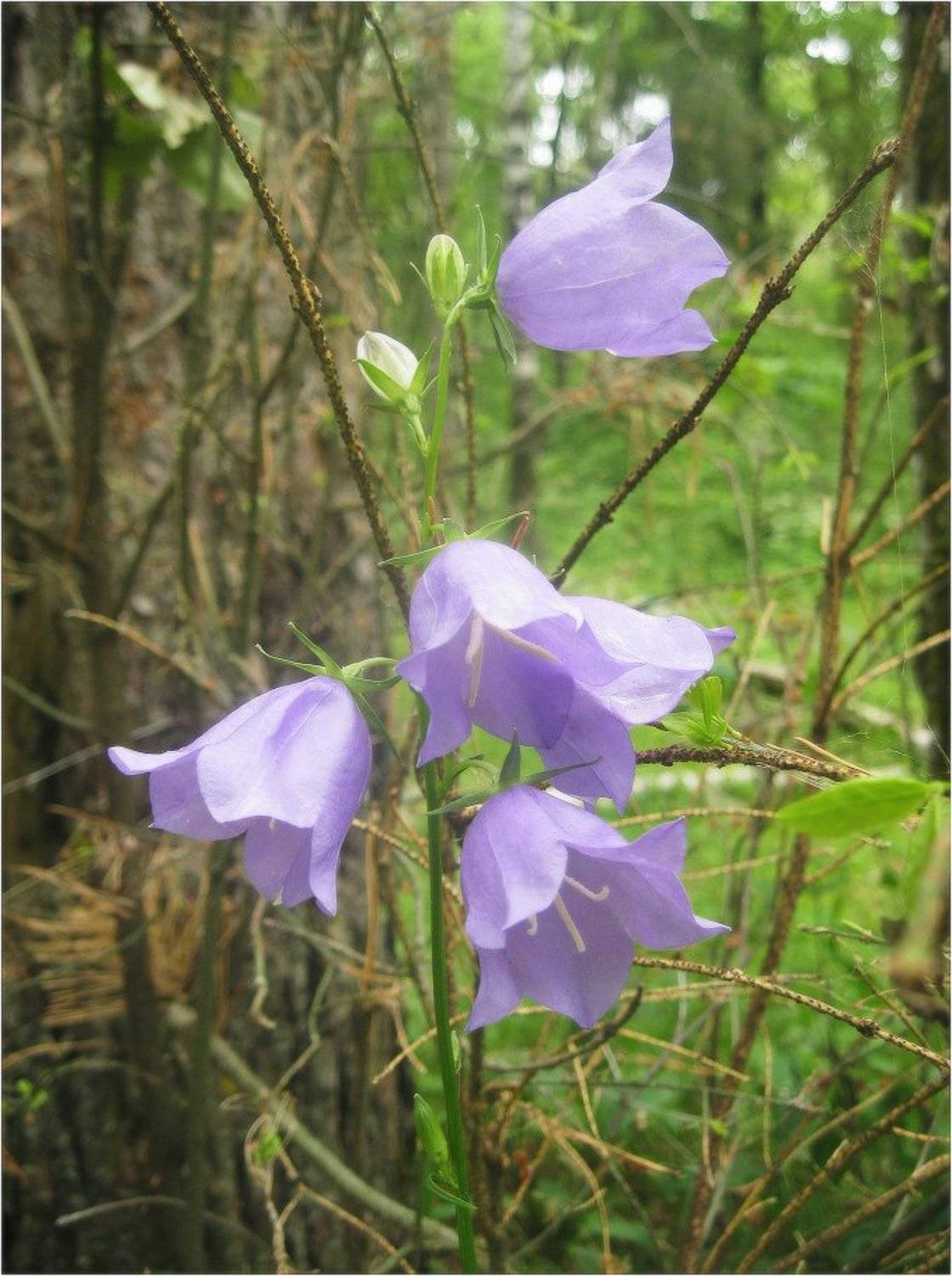 колокольчик, КарОл