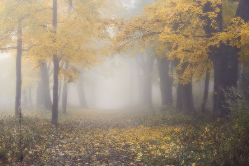 осень смоленск парк реадовка реадовский парк туман  фото превью