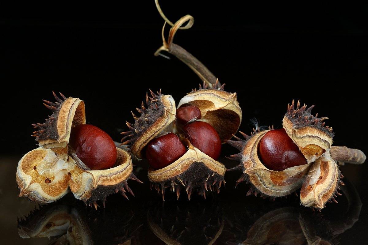 природа, каштаны, созрели, Шруб (Беляева) Татьяна