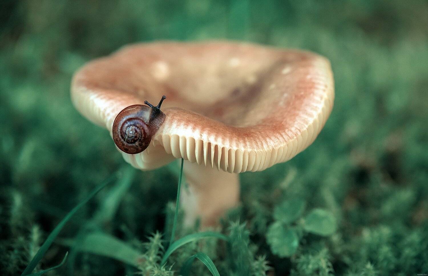 , Рут Андрей