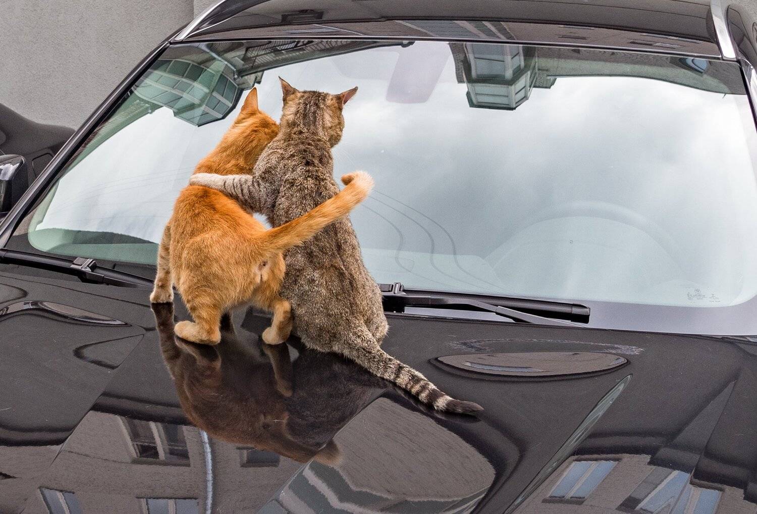 , Курлянцев Алексей