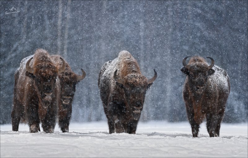 Let It Snow ...
