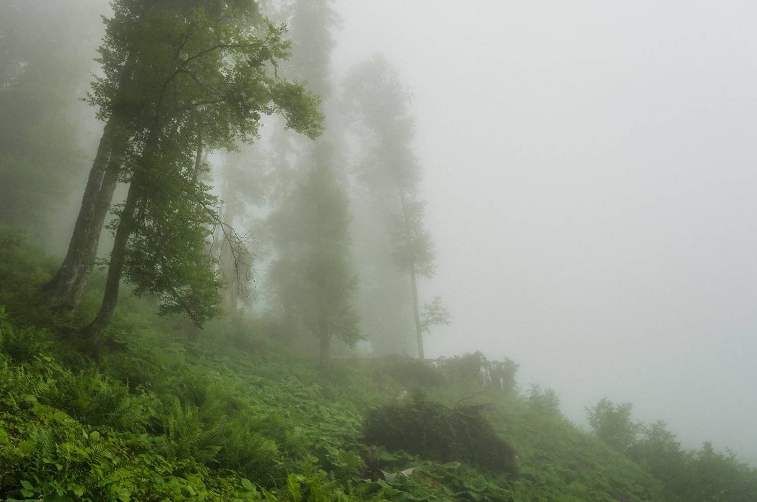 , Игорь Мелекесцев