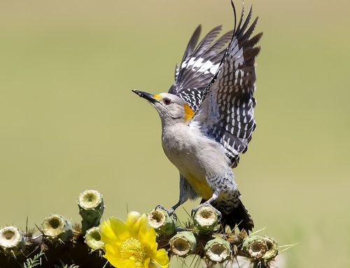 Золотолобый меланерпес на кактусе - Golden Fronted Woodpecker оn cactus