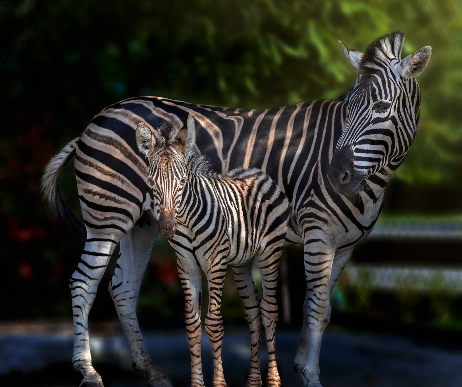 зебры, Олег Богданов