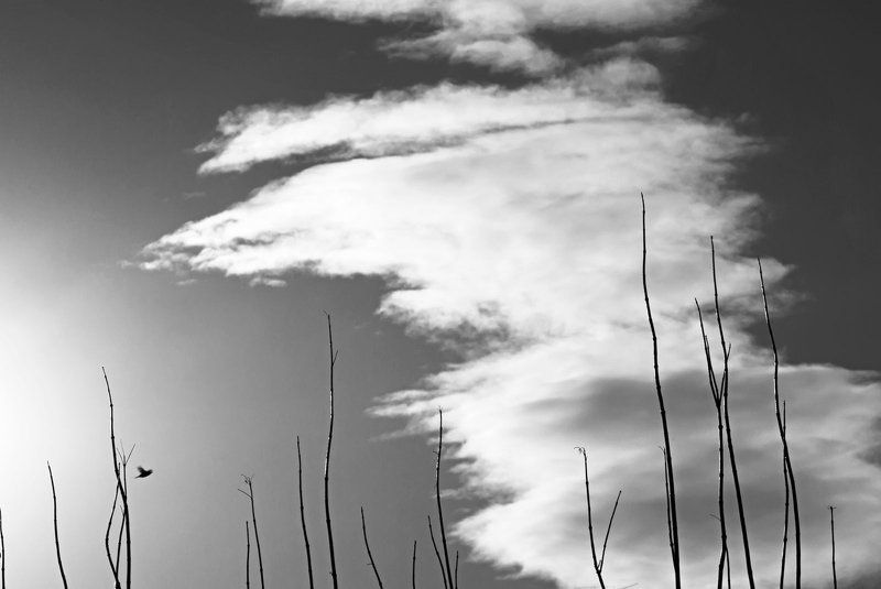 фотография черно-белая фотография порыв The impulse/Порыв фото превью