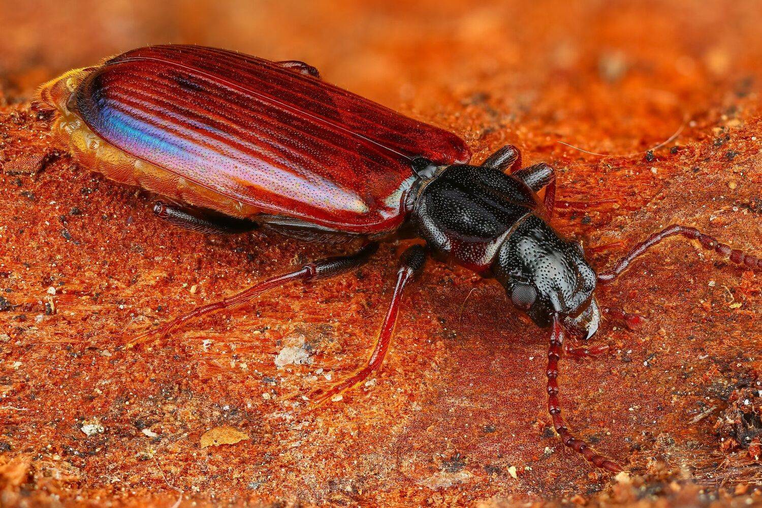 макро жук насекомое коричневый цвет, Андрей Шаповалов