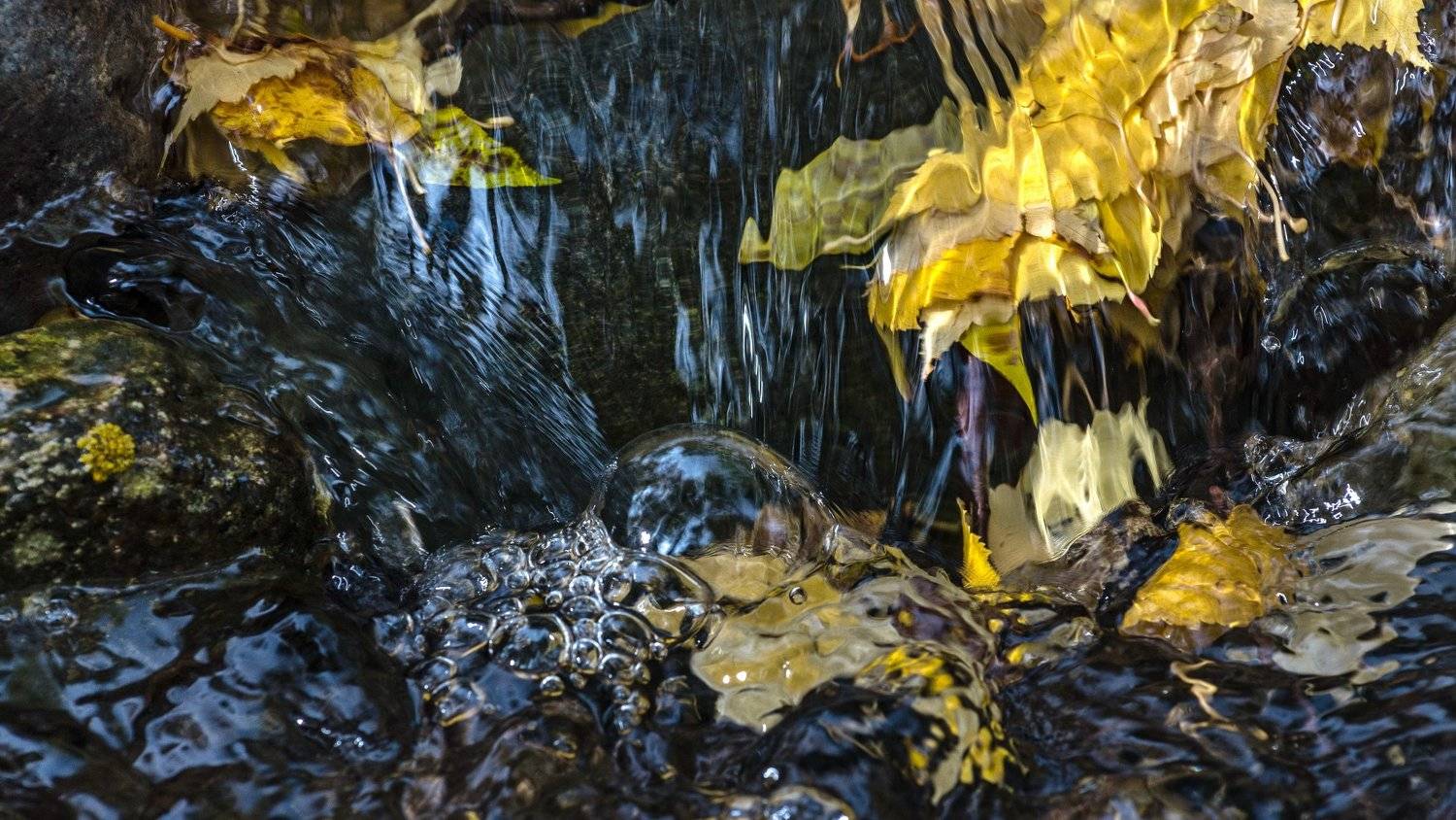 горы, алтай, горный алтай, туман, снег, утро, лиственница, осень, ник васильев, вода, течение, листья, осень, пузыри,, Николай Васильев