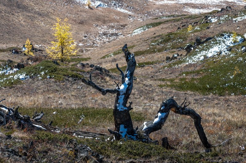 алтай, горный алтай, осень, коряга, ник васильев, мольба, утро, снег, лиственница, Мольба. фото превью