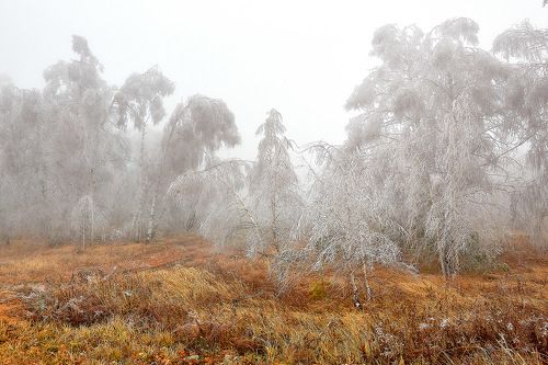 Посеребрило