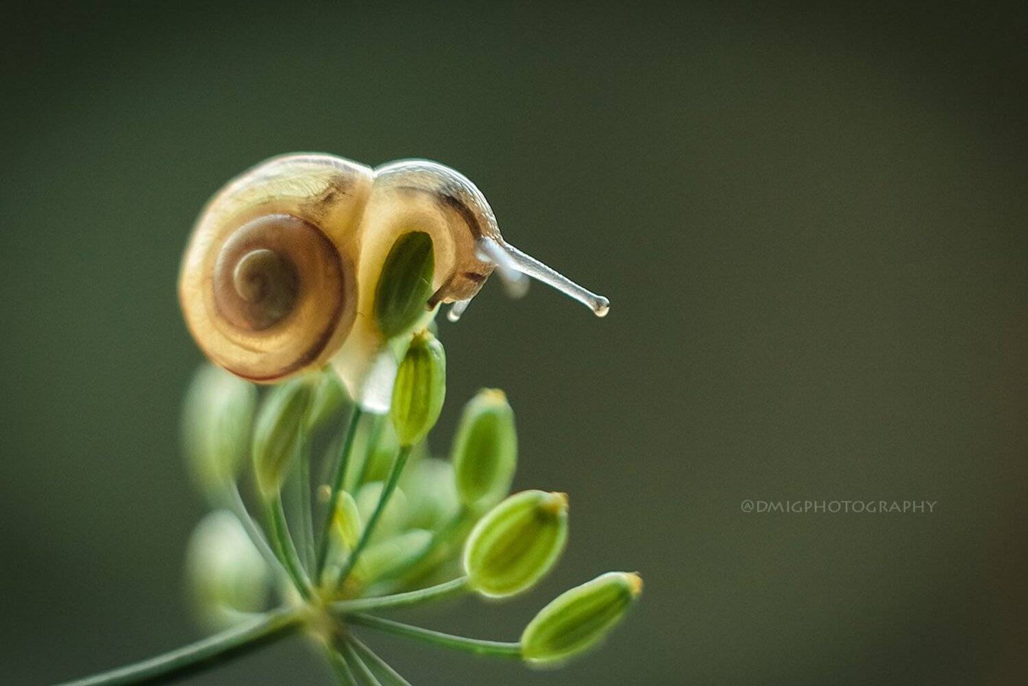 макро, природа, растение, улитка, лето, макромир, макрофотография, гелиос44_2, lovemacro, , Дмитрий Гусалов