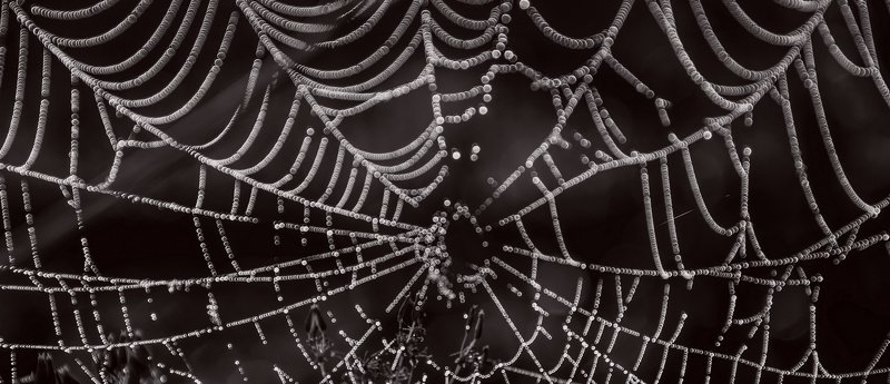 паутина, роса, колебание ветра, фрагменты. Паутина-фрагменты фото превью