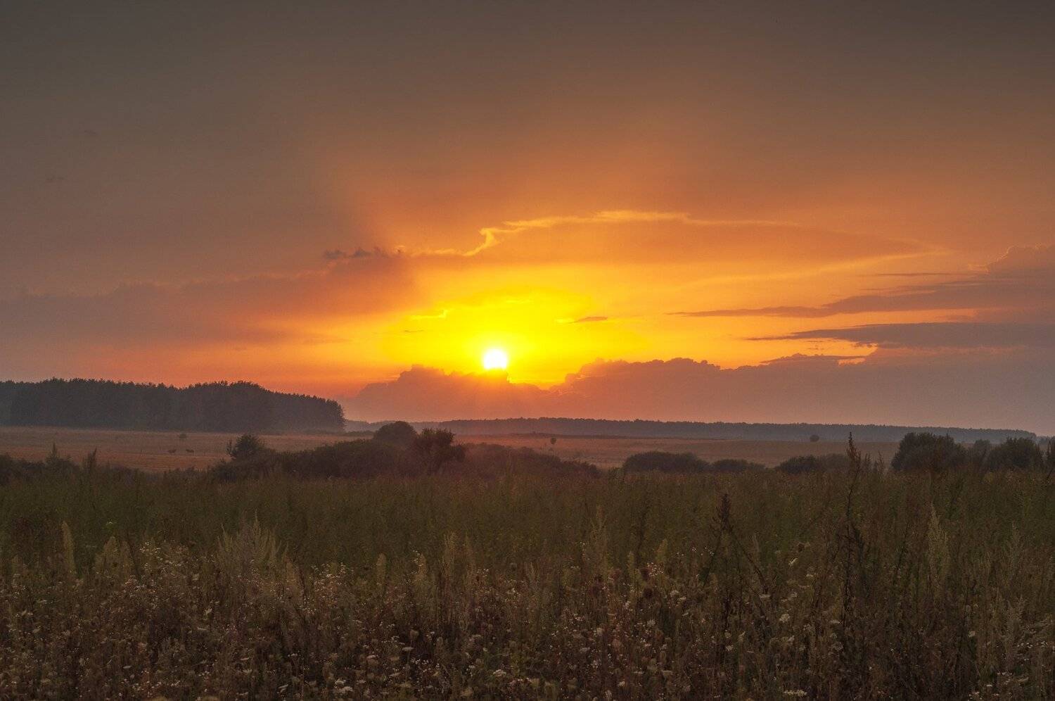 закат,лето,поле,лошади,солнце, Павел Ныриков
