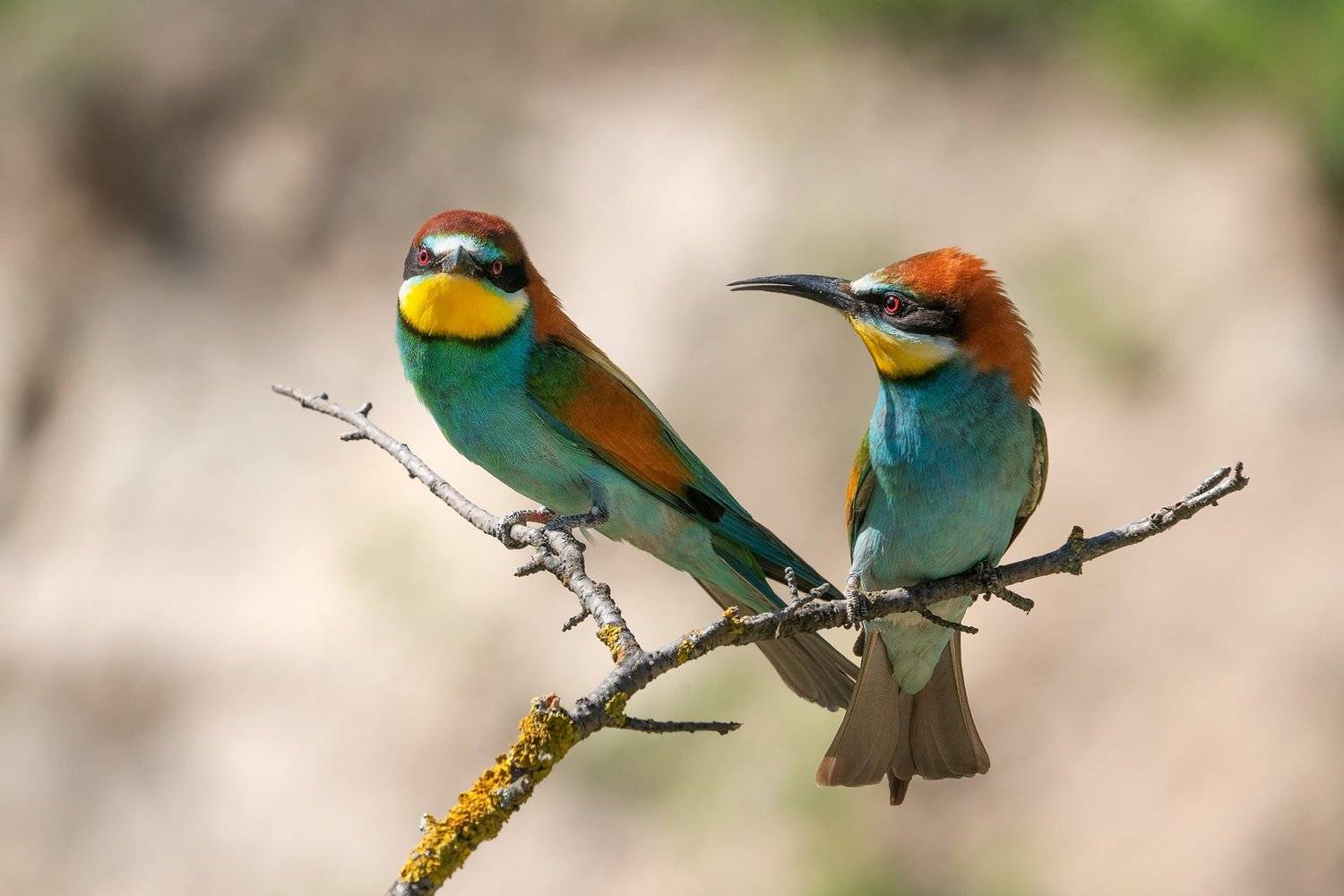 птицы, щурка, золотистая щурка, анималистика, животные, природа, дикая природа, birds, wildlife, nature, bee-eater, Оксана Быстрицкая