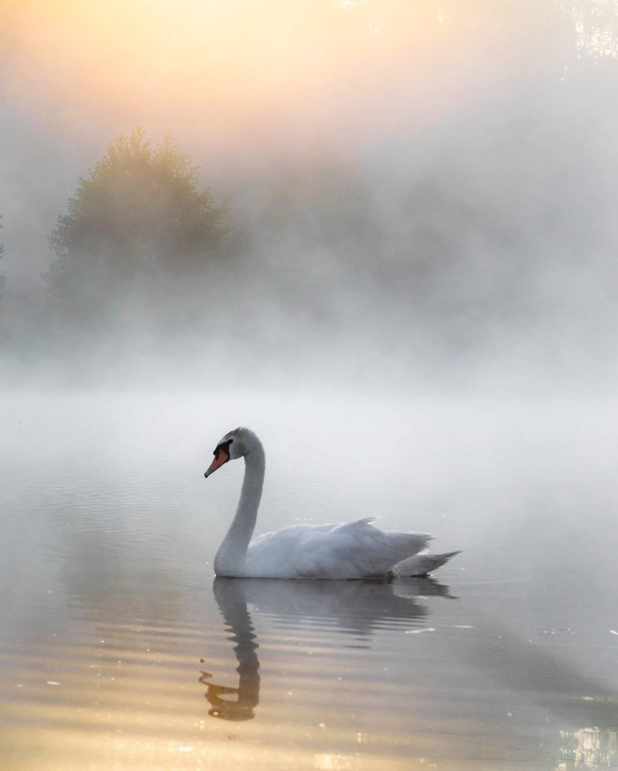 , Руслан Авдевич