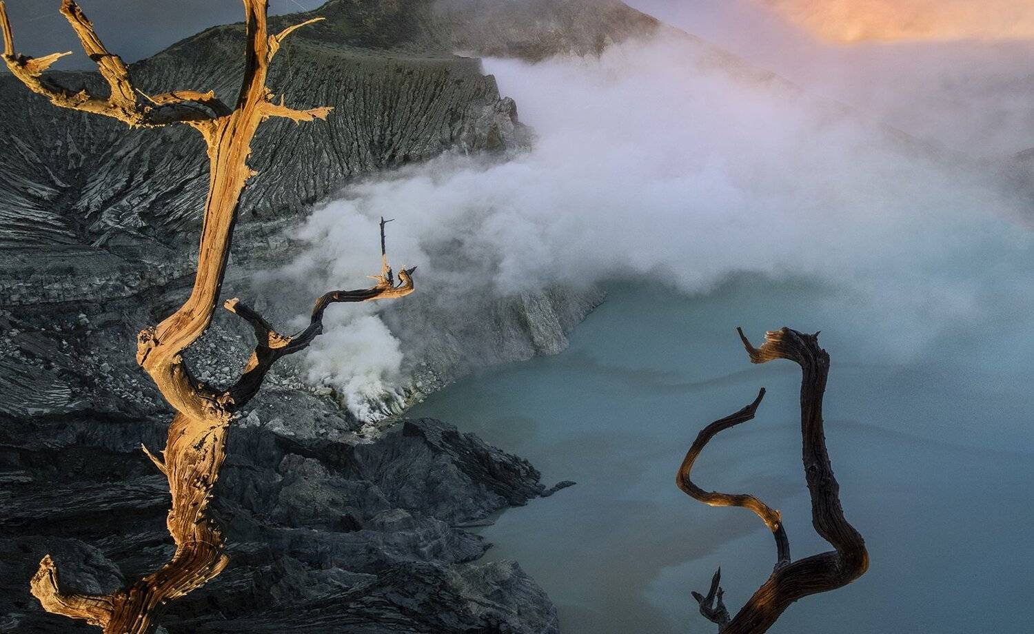 The presence of an old tree. Автор: suk eun kim , suk eun kim