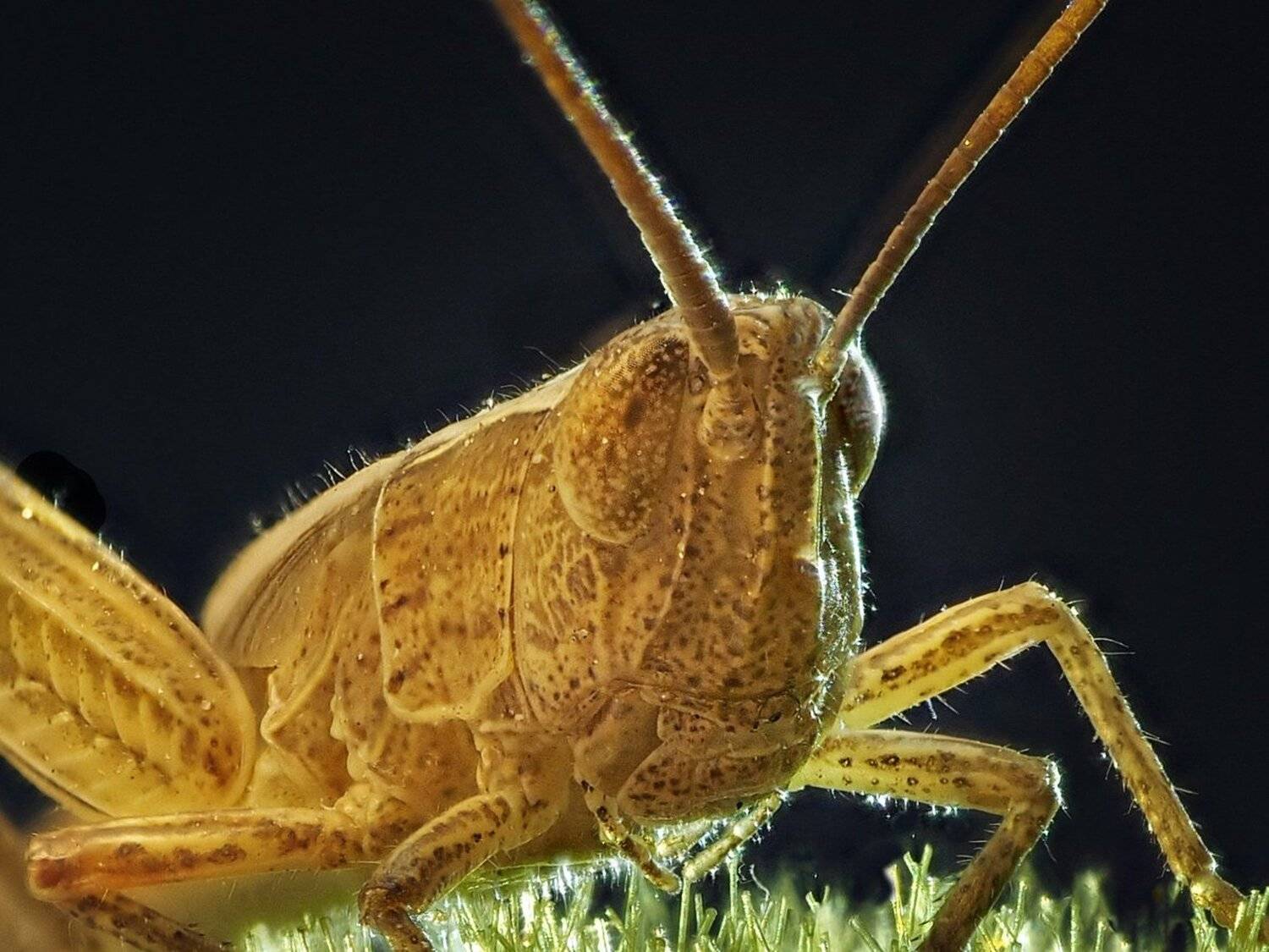 , Татьяна Аверина