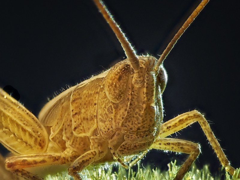 Забодайка фото превью