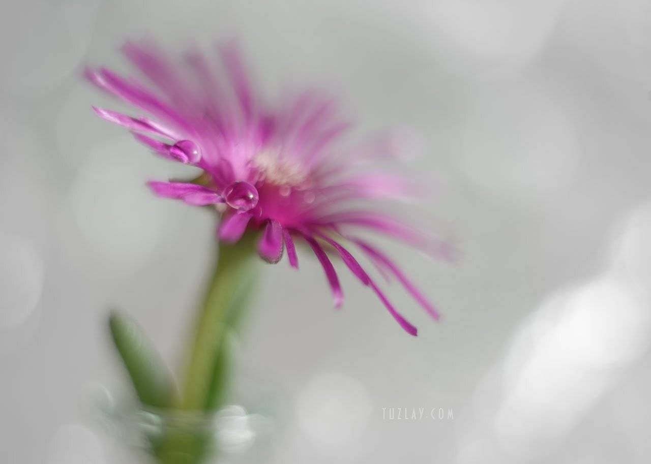 макро-красота, софт фокус, боке, гелиос 44, Владимир Тузлай