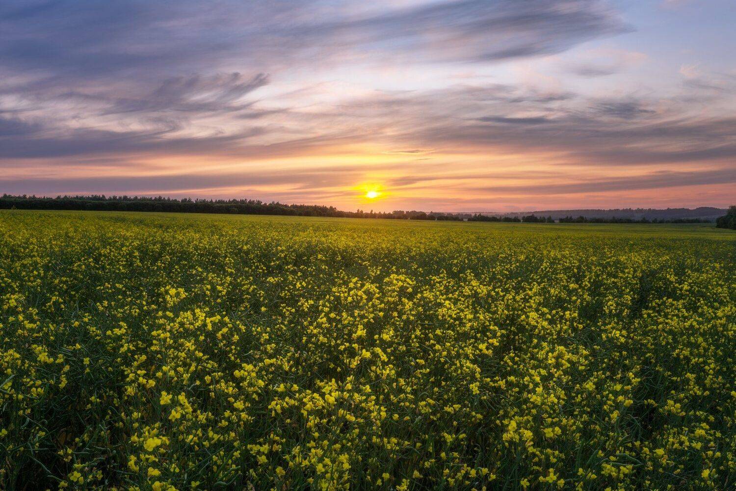 природа, пейзаж, закат, рапс, Мартыненко Дмитрий