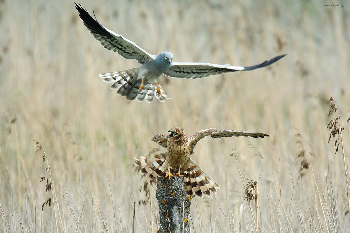 , Валерий Субачев