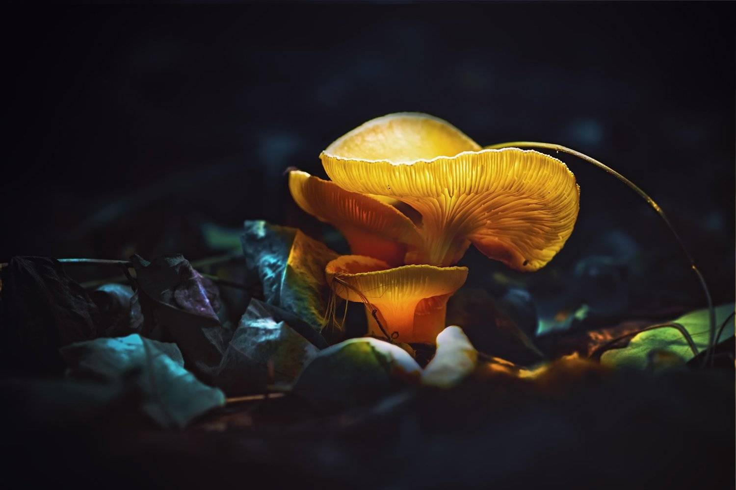 трава,свет,лес,деревья,облака,ветки,цветы,поле,небо, Юрий Котов