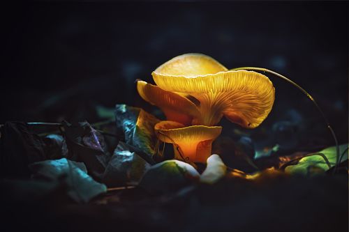 ***